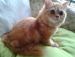 Diva Girl - Persian + Domestic Long Hair Cat