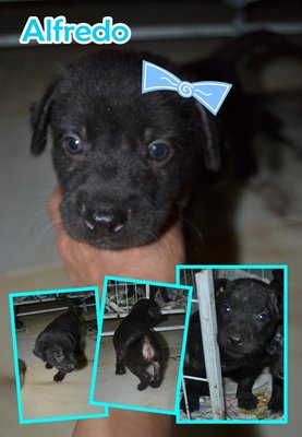 Huat (8) Puppies - Mixed Breed Dog