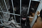 Let me out before I bite this cage away!