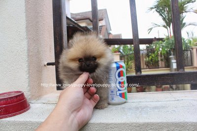 T-cup Orange Color Pomeranian Mka - Pomeranian Dog