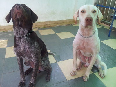 Boy  And  Duke - Weimaraner + Pointer Dog