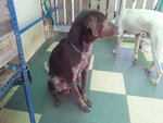 Boy  And  Duke - Weimaraner + Pointer Dog