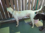 Boy  And  Duke - Weimaraner + Pointer Dog