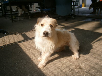 D10(060114) - Terrier Mix Dog