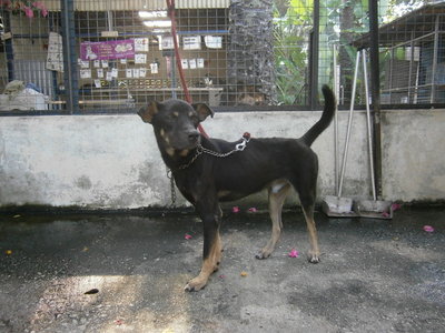 D42(281013) - Mixed Breed Dog