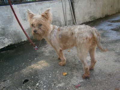 D47(061013) - Silky Terrier Mix Dog