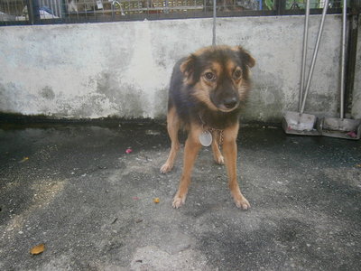 D55(051213) - Mixed Breed Dog