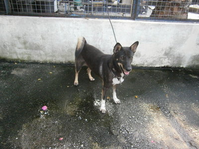 D182(271112) - Mixed Breed Dog