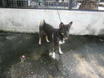 D182(271112) - Mixed Breed Dog