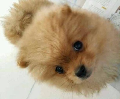 Pomeranian Puppies - Pomeranian Dog