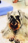 Lost Dog: Mayor -- Cash Reward - Schnauzer Dog