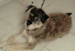 PF54478 - Mixed Breed Dog