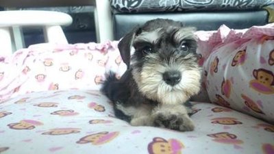 Mini Schnauzer  - Schnauzer Dog