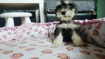 Mini Schnauzer  - Schnauzer Dog