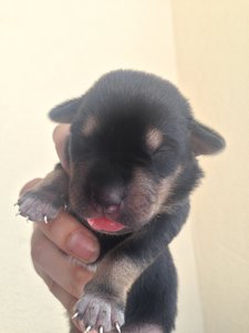 Puppies - Mixed Breed Dog