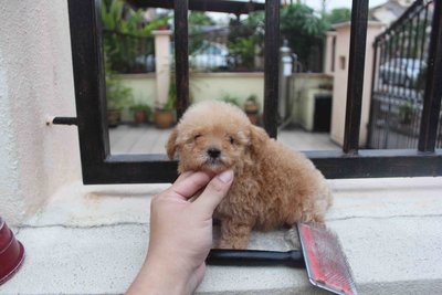 Quality Female Tiny Poodle Puppy - Poodle Dog