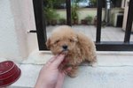 Quality Female Tiny Poodle Puppy - Poodle Dog