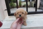 Quality Female Tiny Poodle Puppy - Poodle Dog