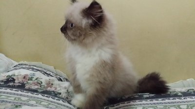 - - Himalayan + Persian Cat