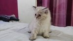 PF54501 - Himalayan + Persian Cat