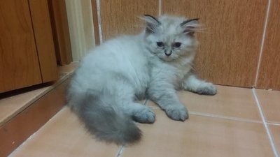 PF54501 - Himalayan + Persian Cat