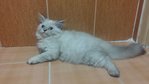 PF54501 - Himalayan + Persian Cat