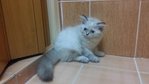 PF54501 - Himalayan + Persian Cat