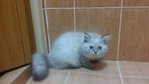 PF54501 - Himalayan + Persian Cat