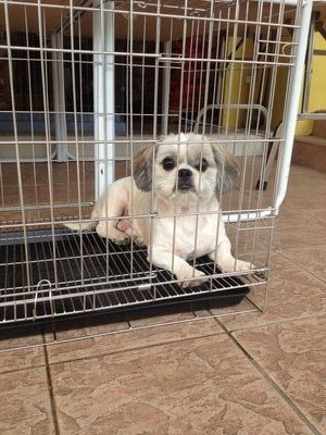 Joy Joy - Shih Tzu Dog