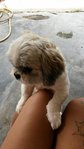 Joy Joy - Shih Tzu Dog