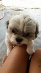 Joy Joy - Shih Tzu Dog