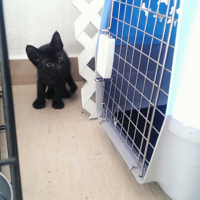 Blackie - Domestic Short Hair Cat