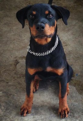 Dgo - Rottweiler Dog