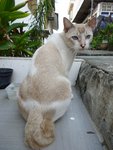 Di Di - Domestic Short Hair Cat