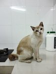 Di Di - Domestic Short Hair Cat