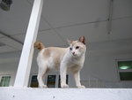 Di Di - Domestic Short Hair Cat