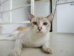 Di Di - Domestic Short Hair Cat