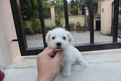 Tiny White Schnauzer Puppy - Schnauzer Dog