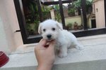 Tiny White Schnauzer Puppy - Schnauzer Dog