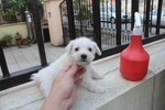 Tiny White Schnauzer Puppy - Schnauzer Dog