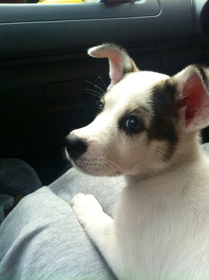 Snowy (Husky Mixed) - Mixed Breed Dog