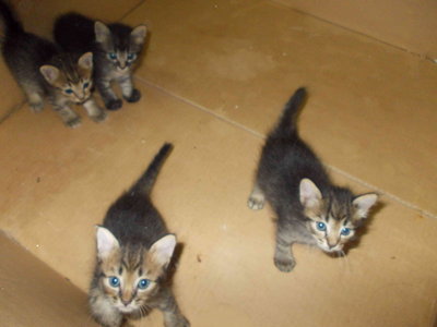 4 Kitten - Domestic Short Hair Cat