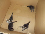 4 Kitten - Domestic Short Hair Cat