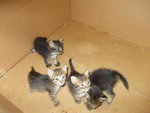 4 Kitten - Domestic Short Hair Cat