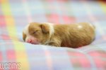 Cavalier King Charles Spaniel Pups - Cavalier King Charles Spaniel Dog