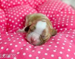 Cavalier King Charles Spaniel Pups - Cavalier King Charles Spaniel Dog