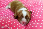 Cavalier King Charles Spaniel Pups - Cavalier King Charles Spaniel Dog