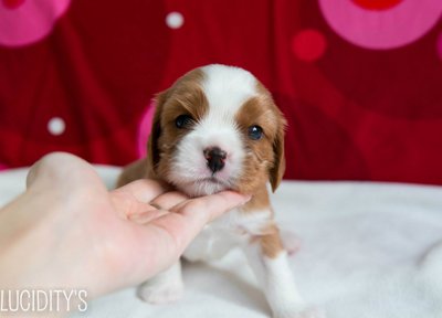 Cavalier King Charles Spaniel Pups - Cavalier King Charles Spaniel Dog