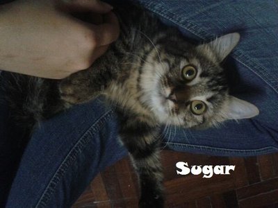 Sugar - Domestic Medium Hair Cat