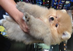 Pomeranian - Boo Type Pom - Pomeranian Dog